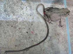 Afbeelding: De merkwaardige pad met een staart van zo'n 40 centimeter."