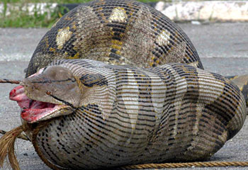 Afbeelding: De bewuste python."
