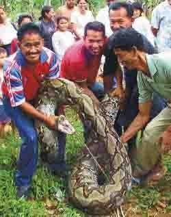 Afbeelding: De python."