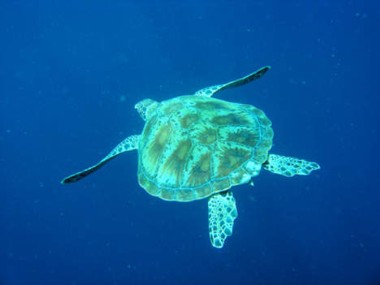 Afbeelding: De groene schildpad."