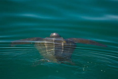 Afbeelding: De lederschildpad."