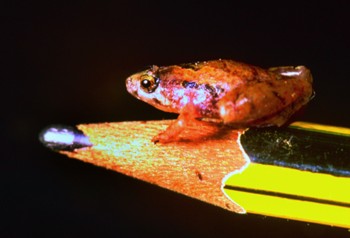 Afbeelding: De kleinste kikkersoort ooit gevonden in Borneo."