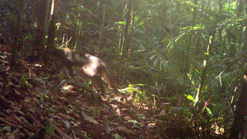 Afbeelding: De zeldame Borneogoudkat."