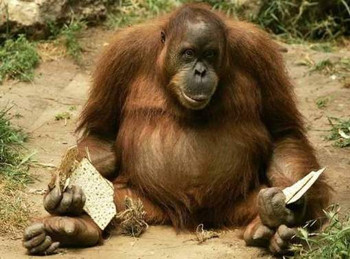 Afbeelding: Orang oetan-wijfje Jackie moet dringend op dieet."